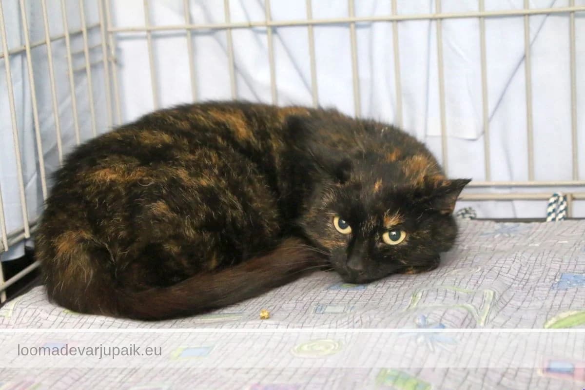 SIDNI, Lühikarvaline kilpkonn female 3yo mixed breed for adoption at Tartu Koduta Loomade Varjupaik, Tartu Varjupaik