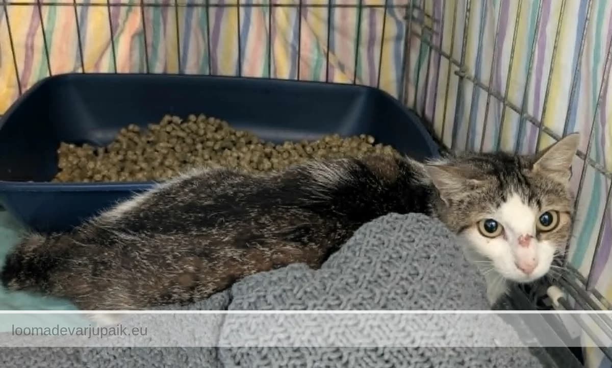 SINILILL, Lühikarvaline triibik valgega female mixed breed for adoption at Tartu Koduta Loomade Varjupaik, Tartu Varjupaik