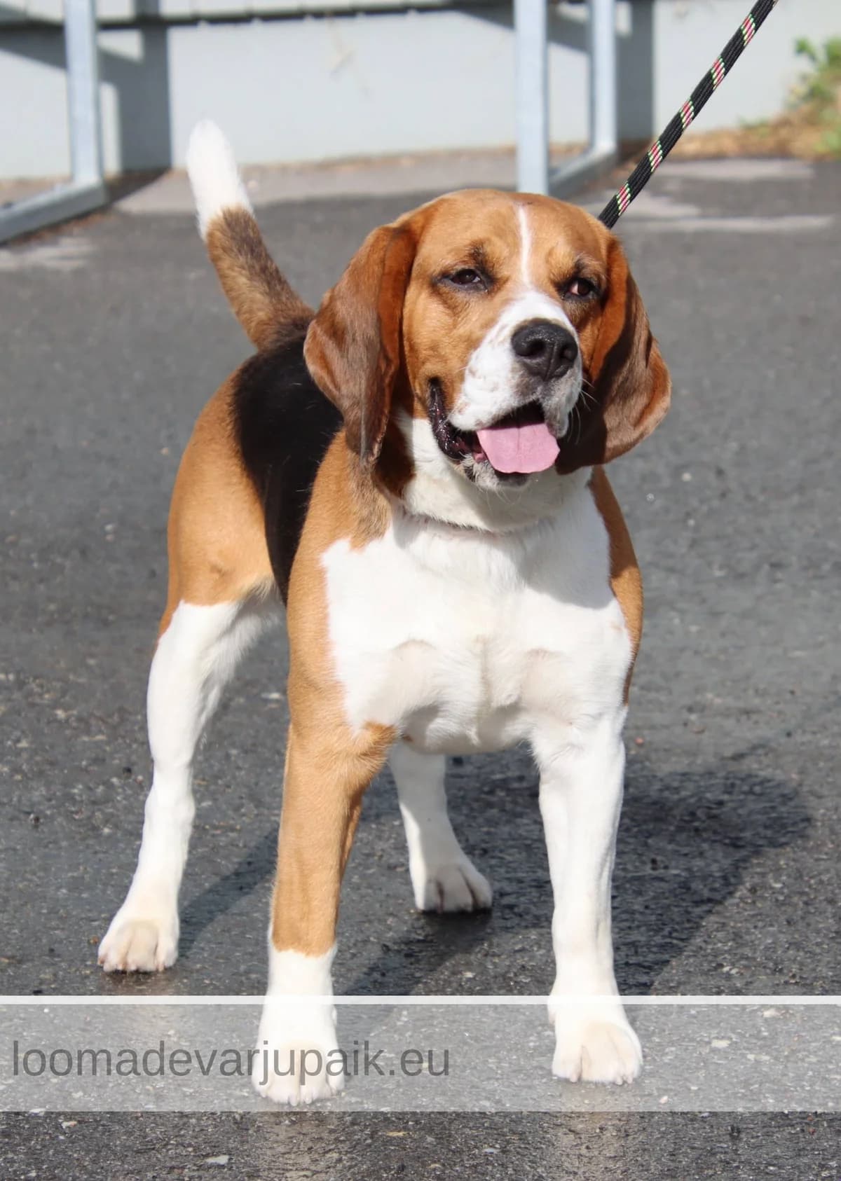 Star, lühikarvaline kolmevärviline male Beagle for adoption at Tartu Koduta Loomade Varjupaik, Tartu Varjupaik