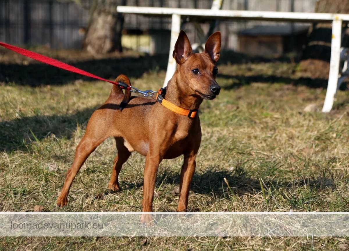 TESLA, Siledakarvaline pruun male 4yo mixed breed for adoption at Tartu Koduta Loomade Varjupaik, Tartu Varjupaik