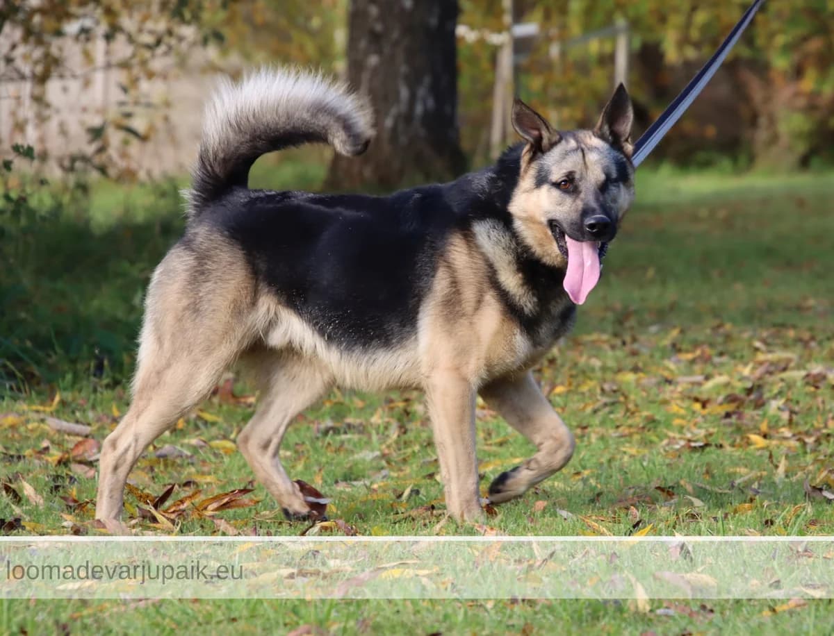 TUKI, Lühikarvaline mustaseljaline pruuni piirdega male young mixed breed for adoption at Tartu Koduta Loomade Varjupaik, Tartu Varjupaik