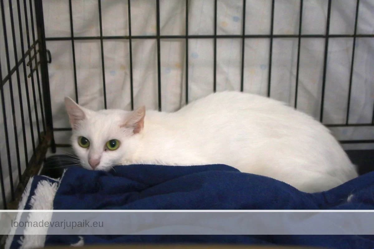 VERONIKA, Lühikarvaline valge female 3yo mixed breed for adoption at Tartu Koduta Loomade Varjupaik, Tartu Varjupaik