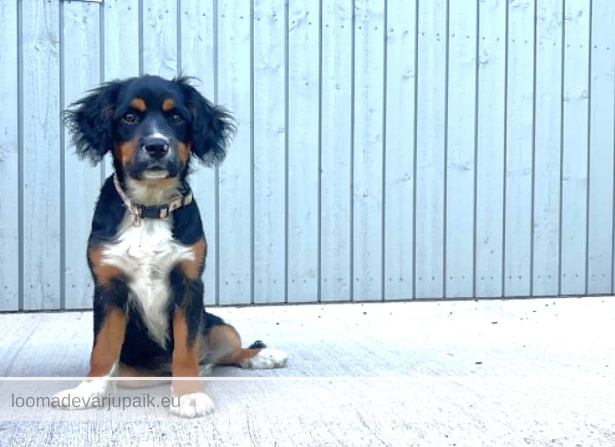 VIRGO, Poolpikakarvaline 3-värviline male puppy mixed breed for adoption at Tartu Koduta Loomade Varjupaik, Tartu Varjupaik