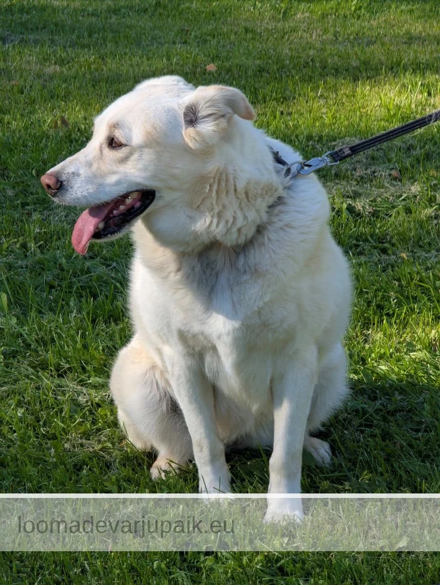 WELLA, Lühikarvaline valge female 5yo mixed breed for adoption at Tartu Koduta Loomade Varjupaik, Tartu Varjupaik