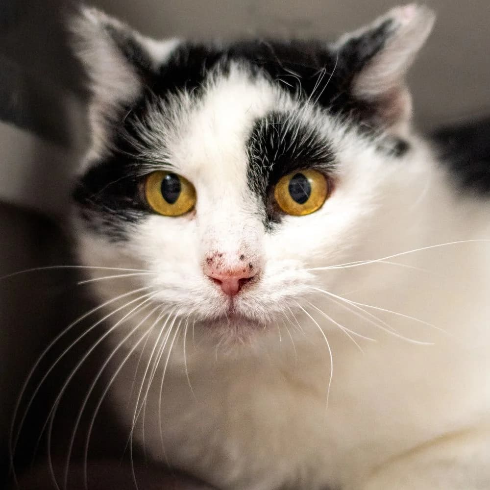 Pandora, must-valge female 4yo Mixed Breed for adoption at Varjupaikade MTÜ, Tallinn