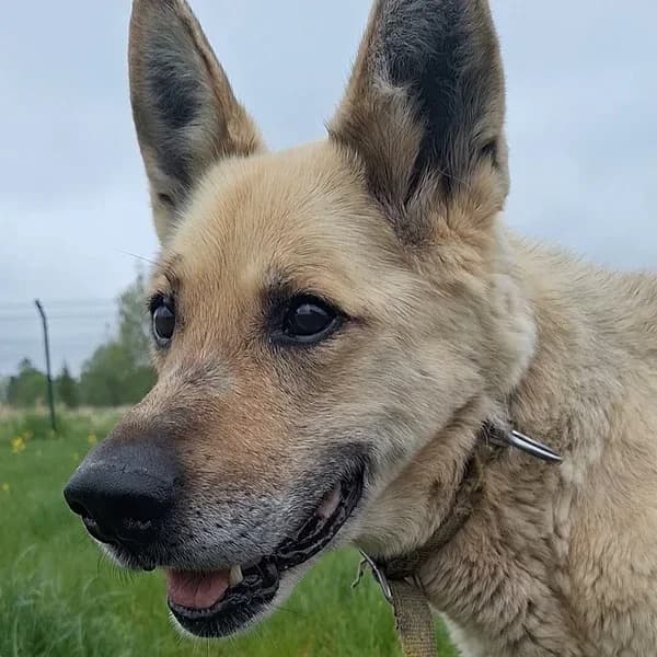 Regulus, beez male Mixed Breed for adoption at Varjupaikade MTÜ, Tallinn