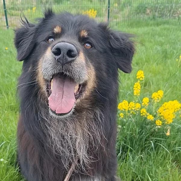 Kenzo, must piirdega male Mixed Breed for adoption at Varjupaikade MTÜ, Tallinn