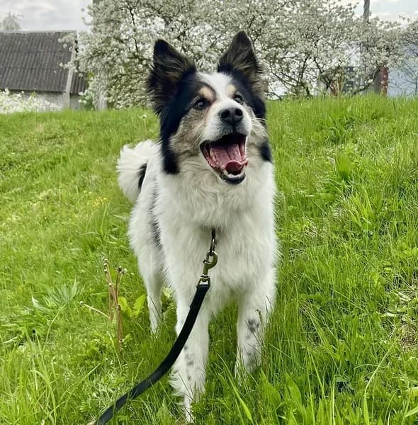 Täpi, must-valge male Mixed Breed for adoption at Varjupaikade MTÜ, Tallinn