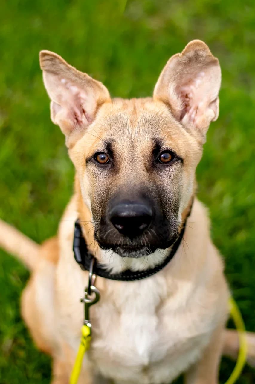 Nero, beez male 4yo Mixed Breed for adoption at Varjupaikade MTÜ, Tallinn