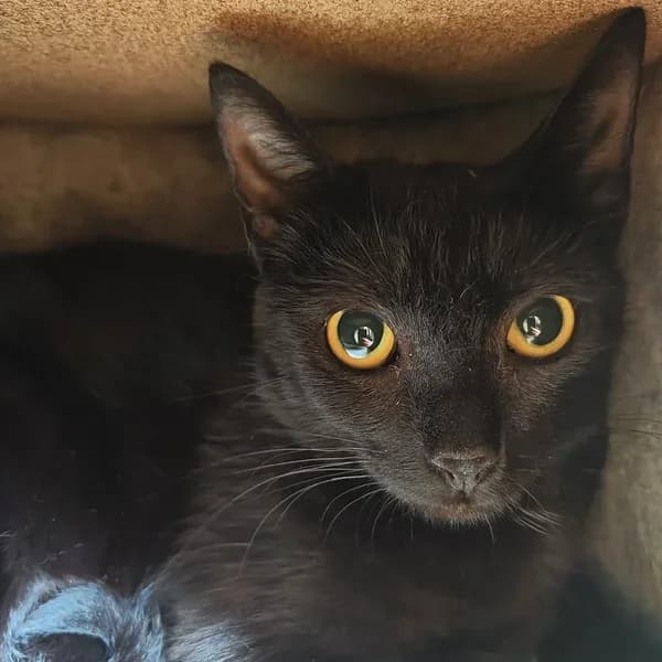 Linda, must female 4yo Mixed Breed for adoption at Varjupaikade MTÜ, Tallinn