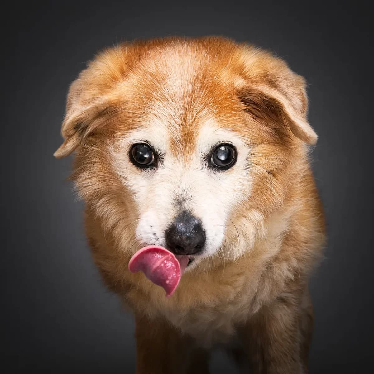 Papi, male Mixed Breed for adoption at Varjupaikade MTÜ, Tallinn