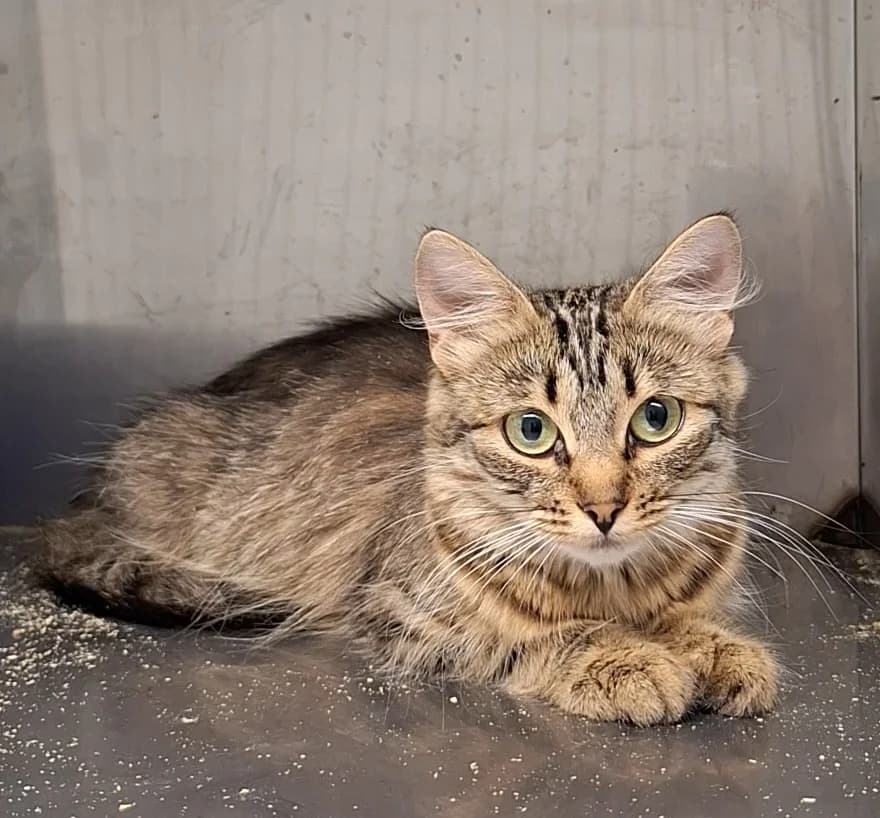 Peoleo, triibik female 4yo Mixed Breed for adoption at Varjupaikade MTÜ, Tallinn