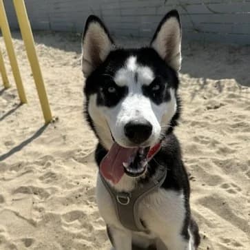 Marta, must-valge female 4yo Mixed Breed for adoption at Varjupaikade MTÜ, Tallinn
