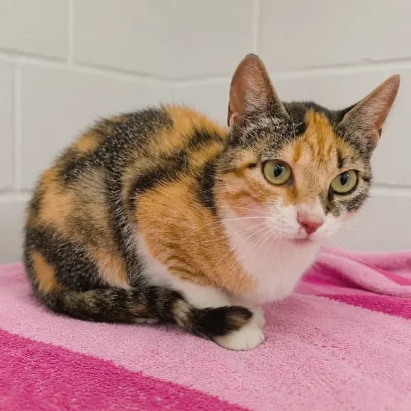 Cicera, kolmevärviline female 4yo Mixed Breed for adoption at Varjupaikade MTÜ, Tallinn