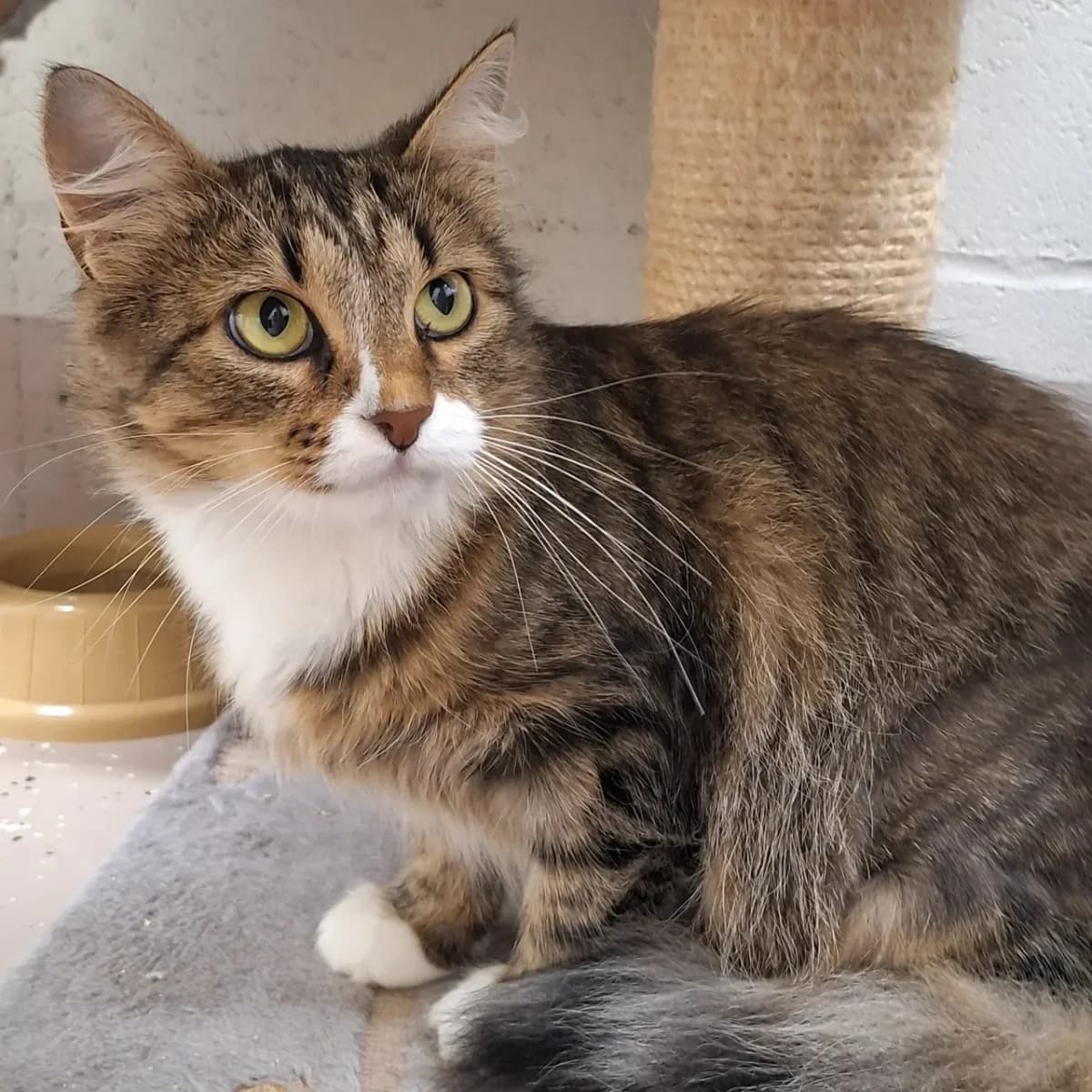 Allily, female 4yo Mixed Breed for adoption at Varjupaikade MTÜ, Tallinn