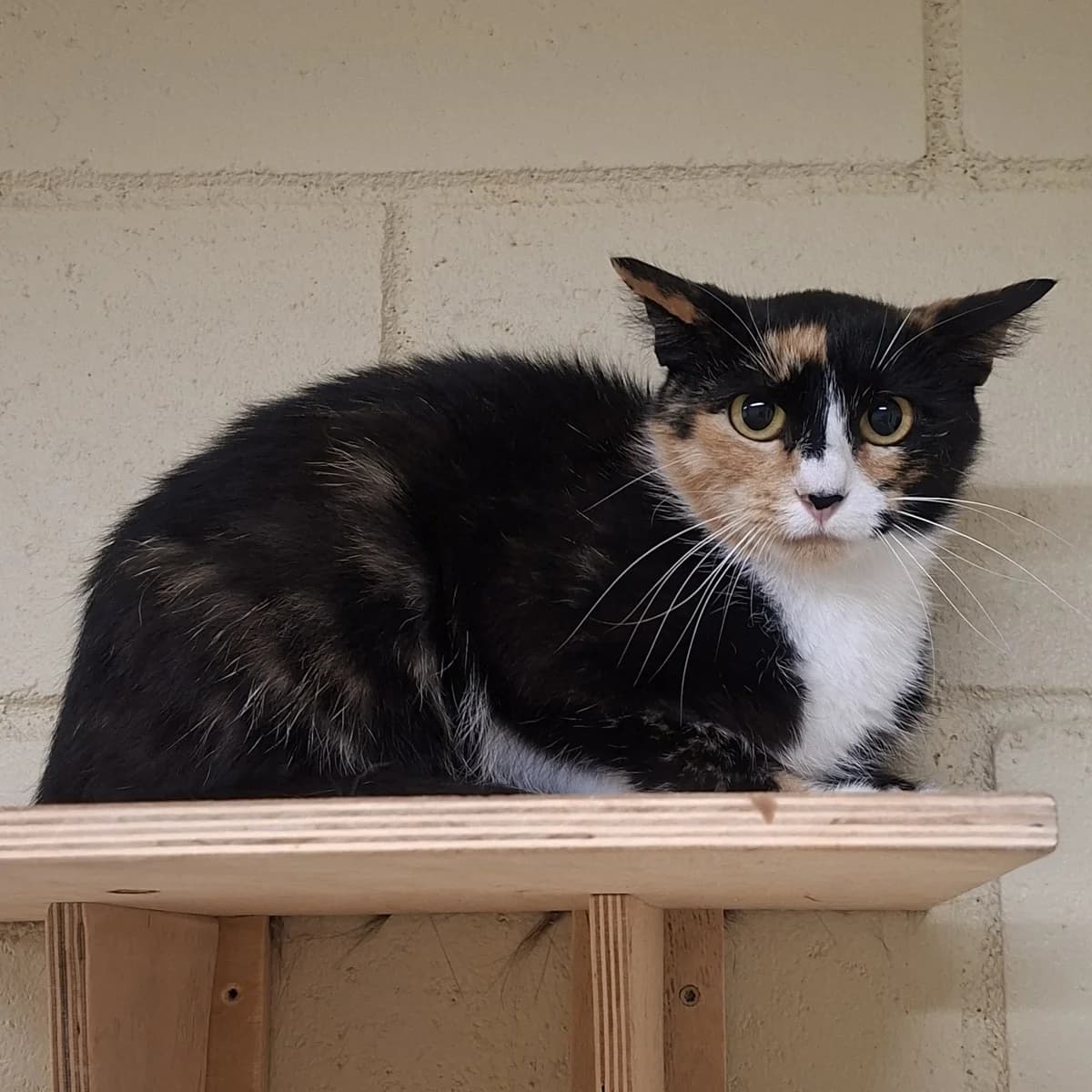 Malviina, kolmevärviline female 4yo Mixed Breed for adoption at Varjupaikade MTÜ, Tallinn