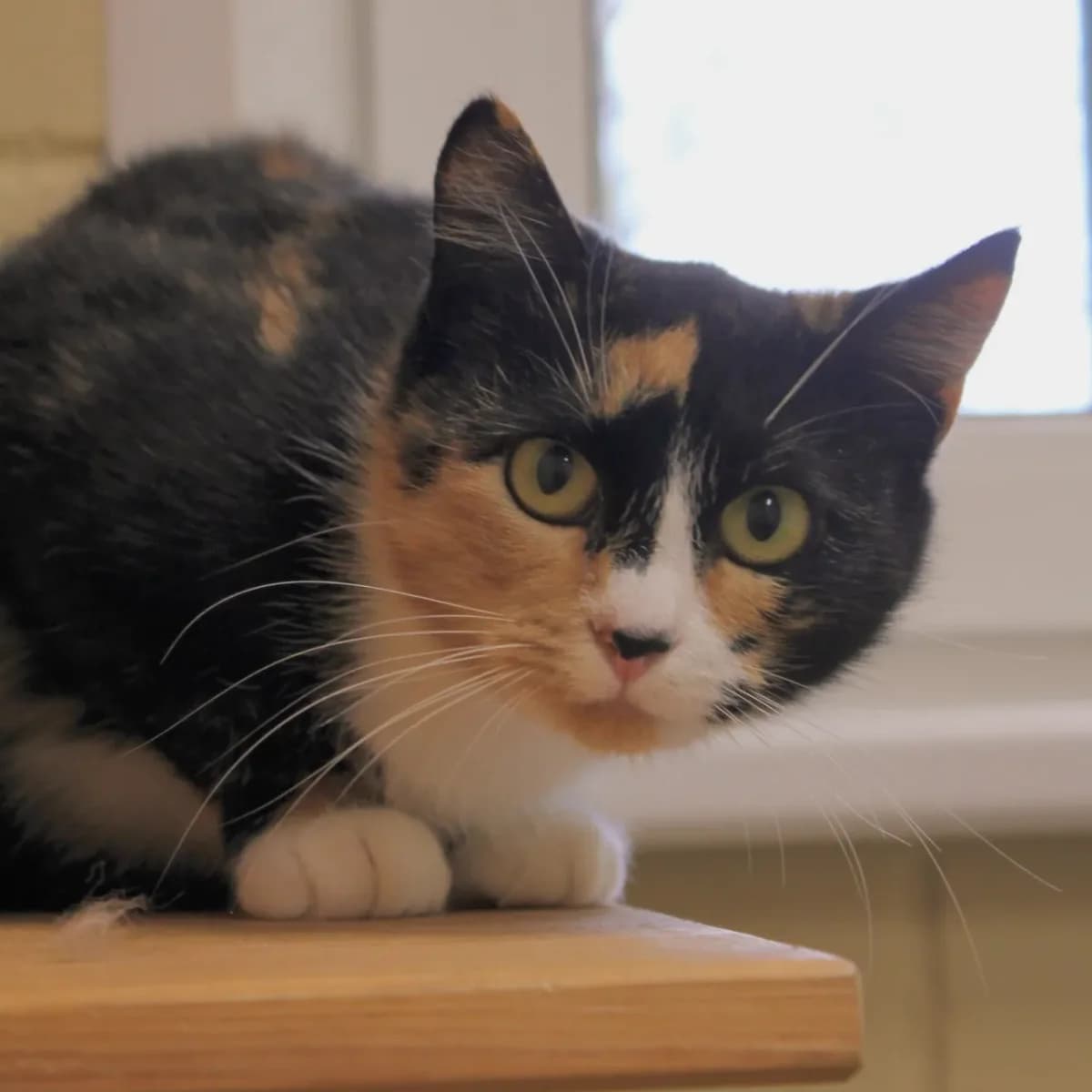 Malviina, kolmevärviline female 4yo Mixed Breed for adoption at Varjupaikade MTÜ, Tallinn