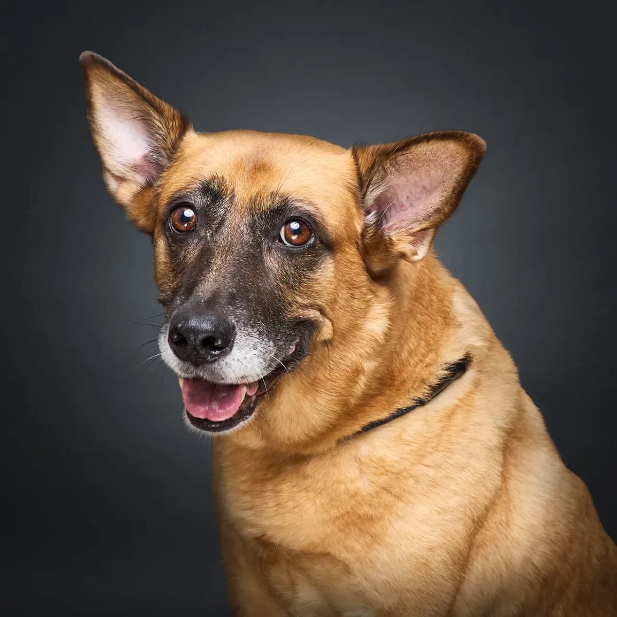 Milli, pruun female Mixed Breed for adoption at Varjupaikade MTÜ, Tallinn