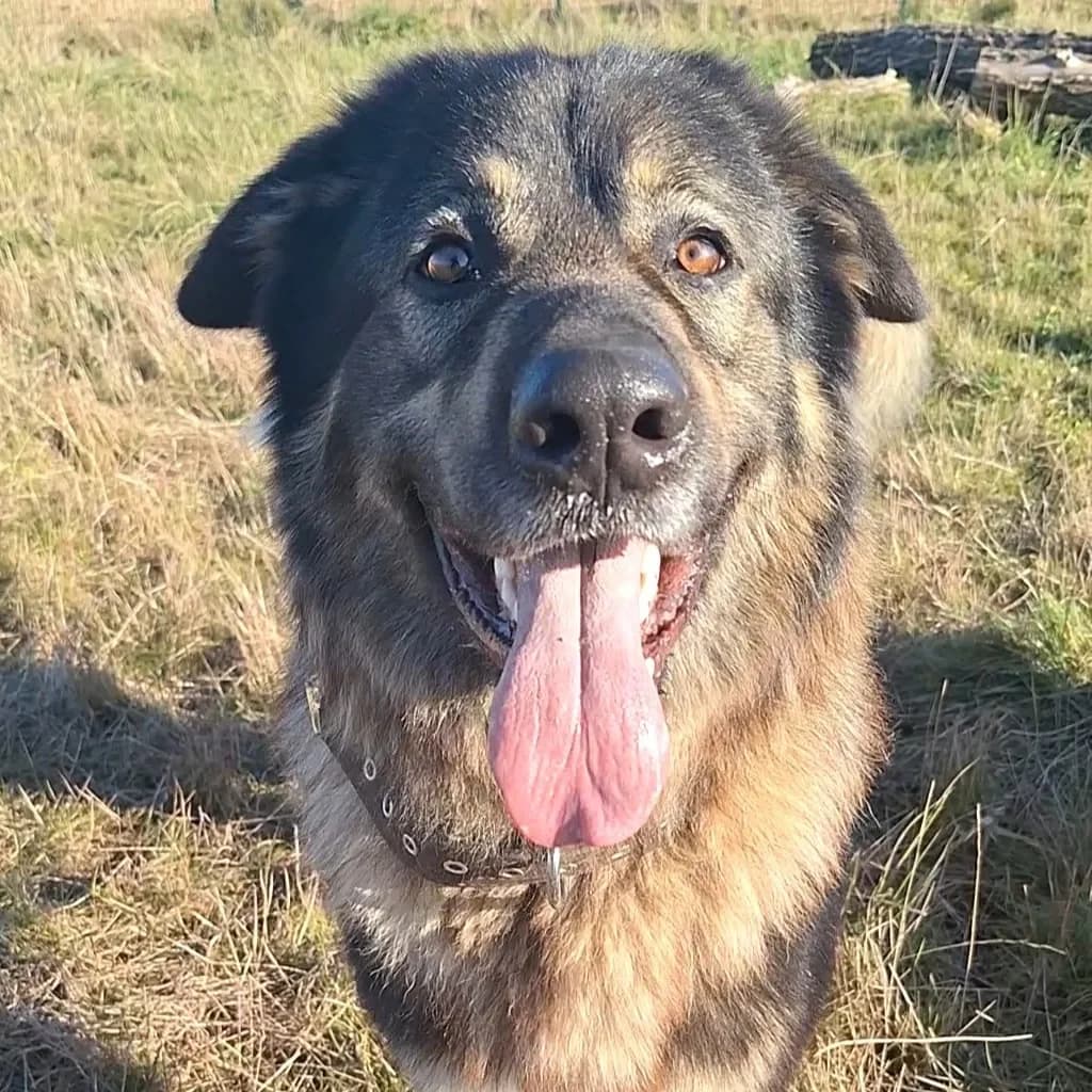 Rex, pruun male 4yo Mixed Breed for adoption at Varjupaikade MTΓ, Tallinn