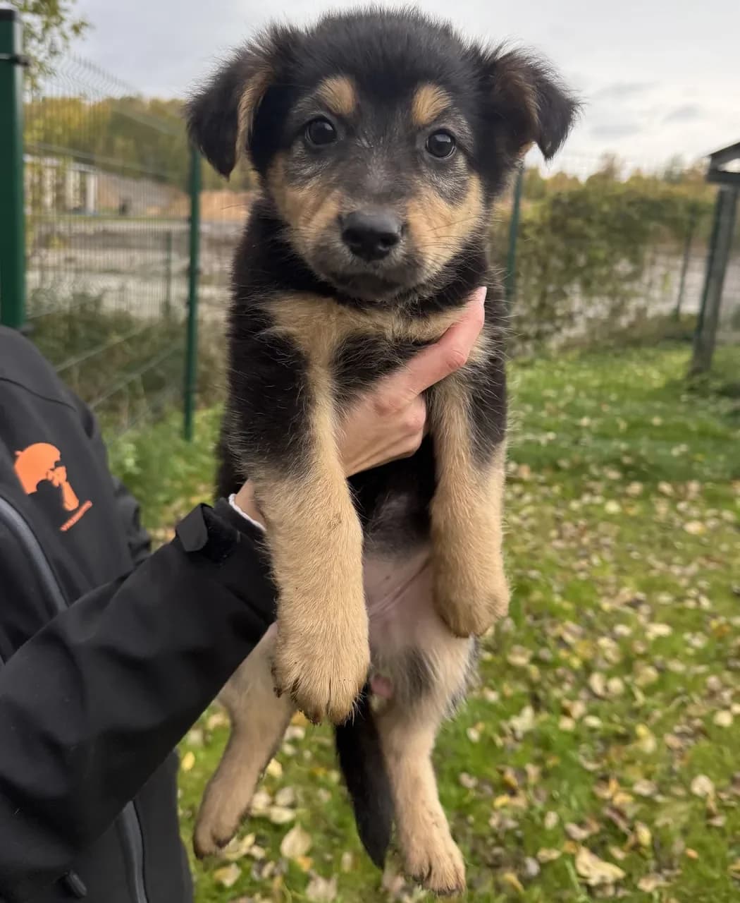 Kira, must piirdega female puppy Mixed Breed for adoption at Varjupaikade MTÜ, Tallinn