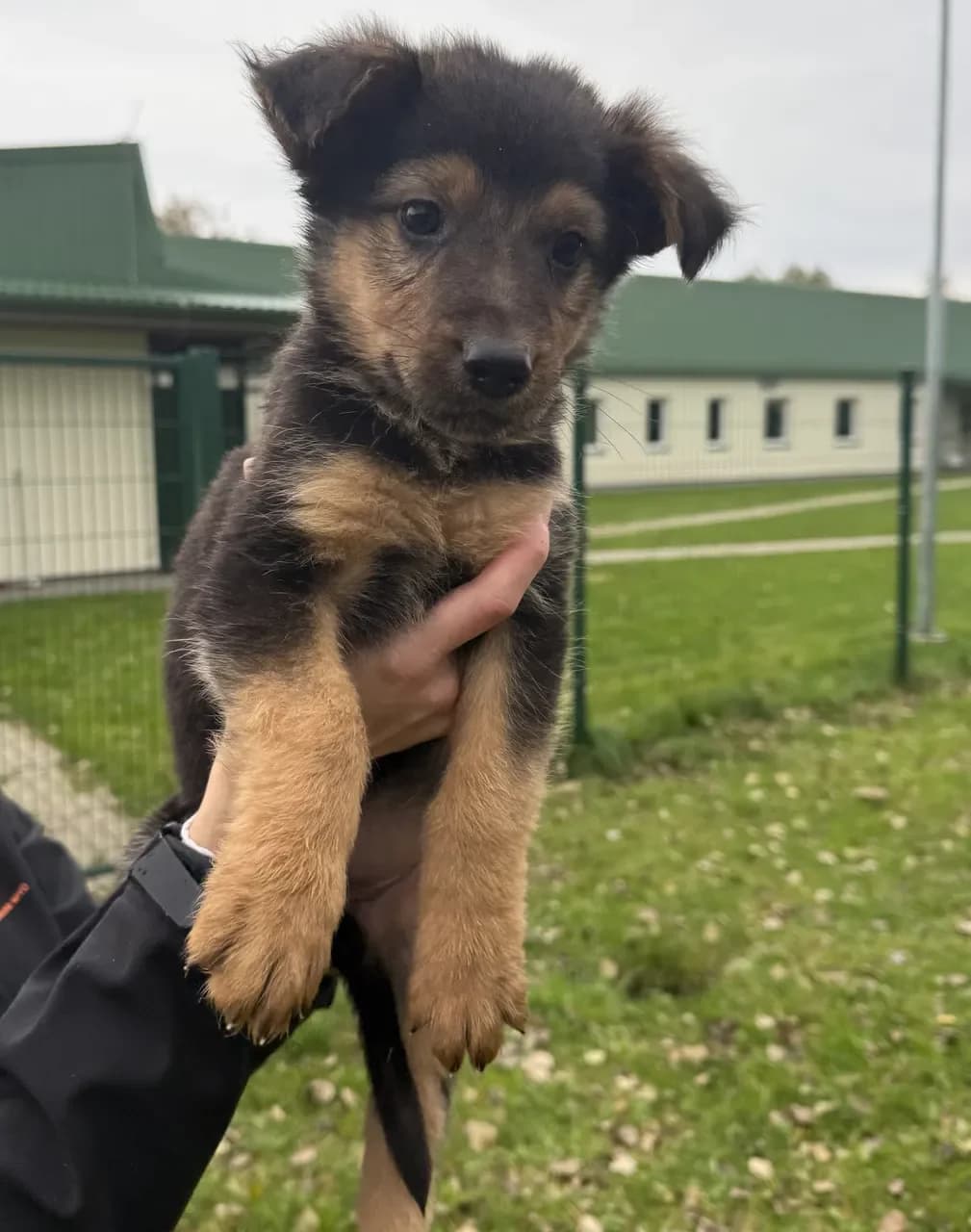 Nora, must piirdega female puppy Mixed Breed for adoption at Varjupaikade MTÜ, Tallinn