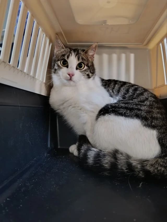 Cat 28324, female 5yo Mixed Breed for adoption at Pets Tallinn Shelter, Tallinn