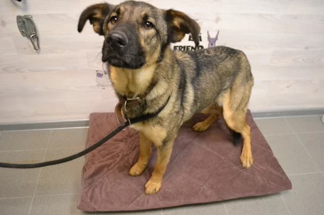 Mini Dzulians, female young Mixed Breed for adoption at Pets Tallinn Shelter, Tallinn