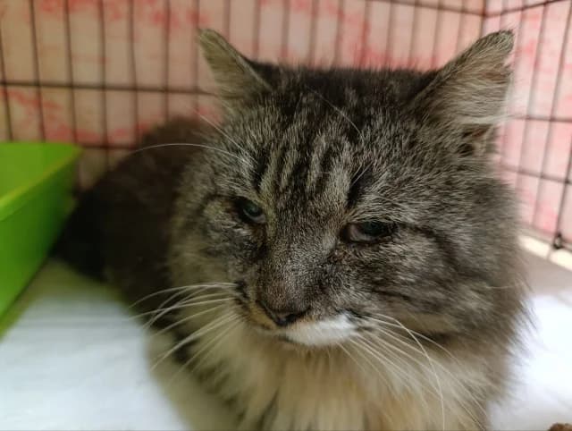 Cat 28437, female 5yo Mixed Breed for adoption at Pets Tallinn Shelter, Tallinn