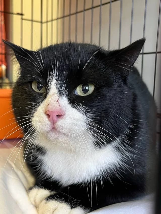 Cat 28439, female 5yo Mixed Breed for adoption at Pets Tallinn Shelter, Tallinn