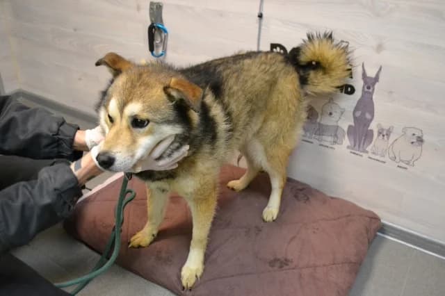Ankor, female young Mixed Breed for adoption at Pets Tallinn Shelter, Tallinn
