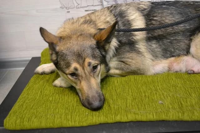 Dog 28538, female young Mixed Breed for adoption at Pets Tallinn Shelter, Tallinn