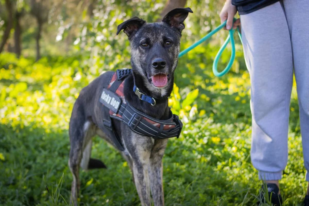 REINA, female Mixed Breed for adoption at Protectora Malaga, Málaga