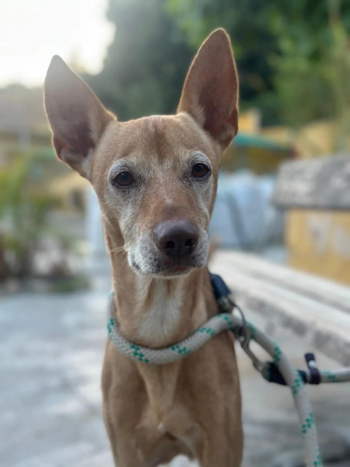Lilo, male 4yo Podenco for adoption at Protectora Malaga, Málaga