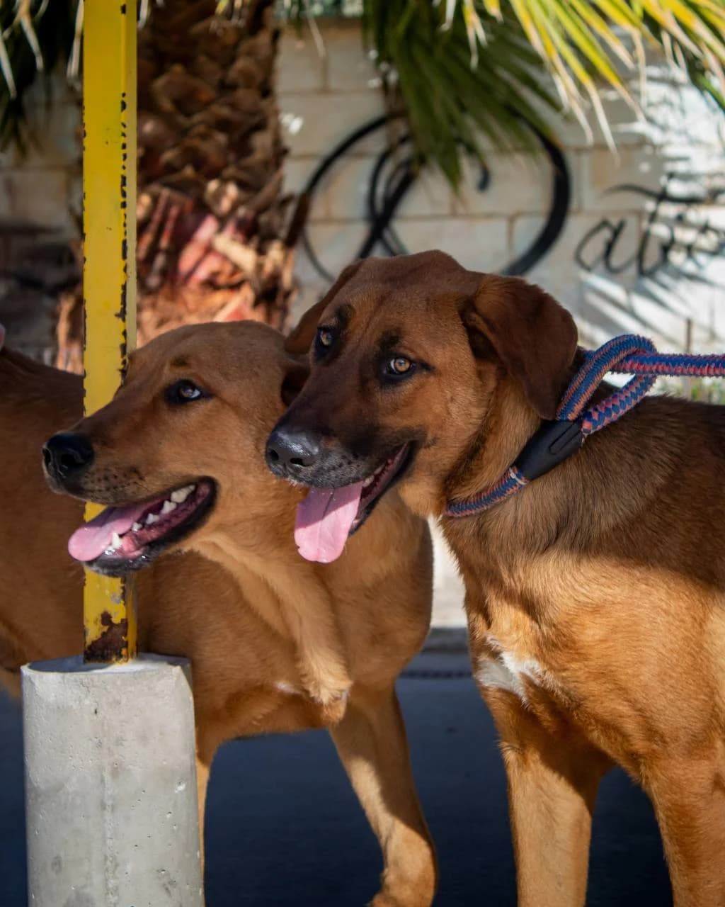 BROOKLYN, male Mixed Breed for adoption at Protectora Malaga, Málaga