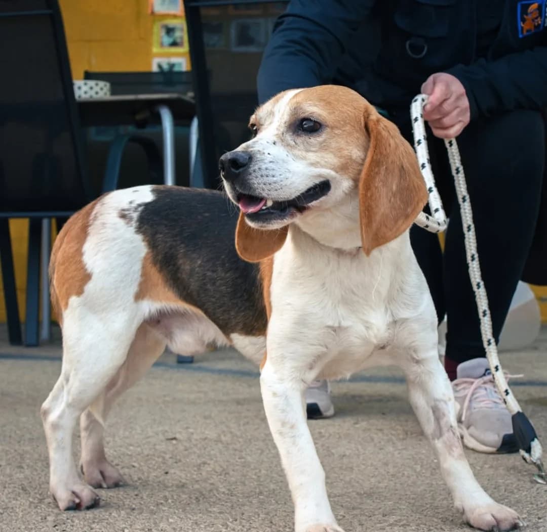 Cuco, male 4yo Beagle for adoption at Protectora Malaga, Málaga