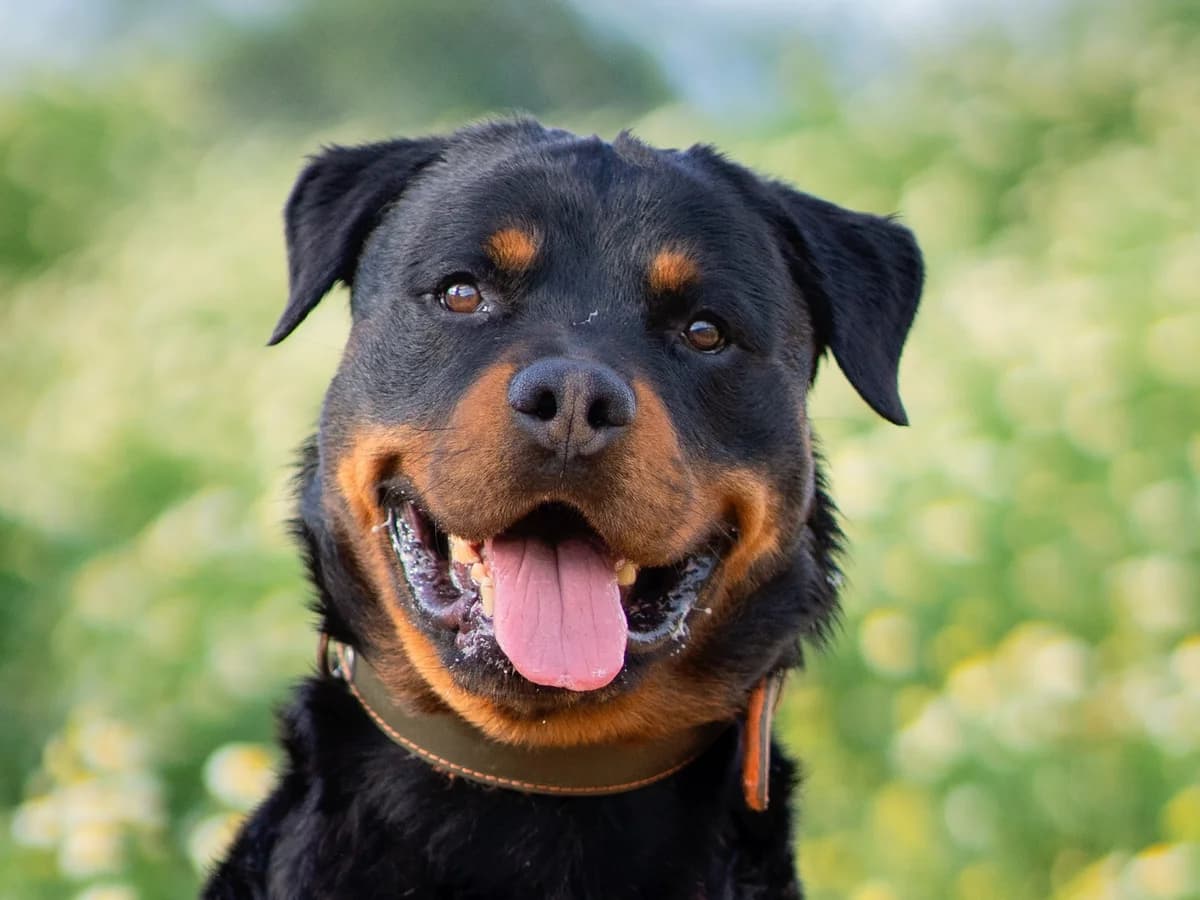 Rover, Short male 6yo Mixed Breed for adoption at Triple A Marbella, Marbella