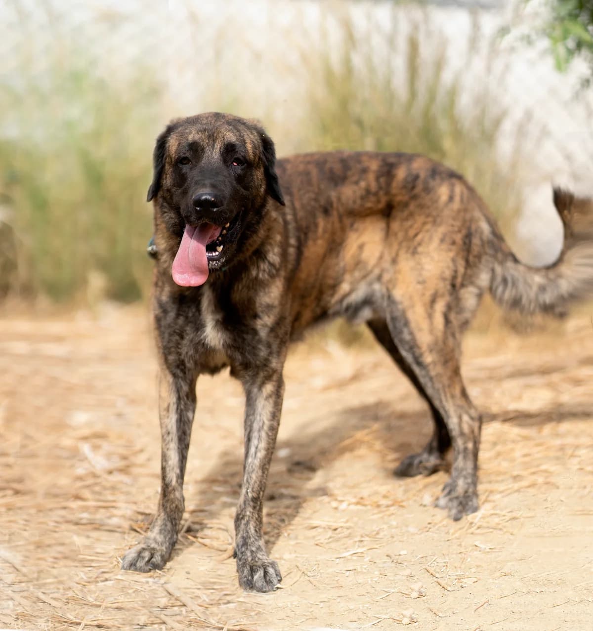 Hermés, Medium male young mixed breed for adoption at Triple A Marbella, Marbella