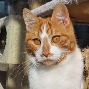 Huey en adopción Colmenar, male European Shorthair for adoption at FAPAM, Malaga