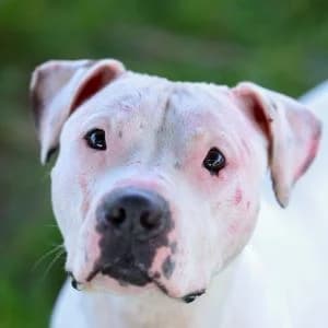 Olaff en adopción Colmenar, male Pit Bull Terrier for adoption at FAPAM, Malaga