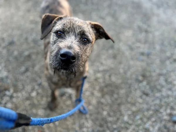 Ander, male young mixed breed for adoption at ADANA Costa del Sol, Estepona