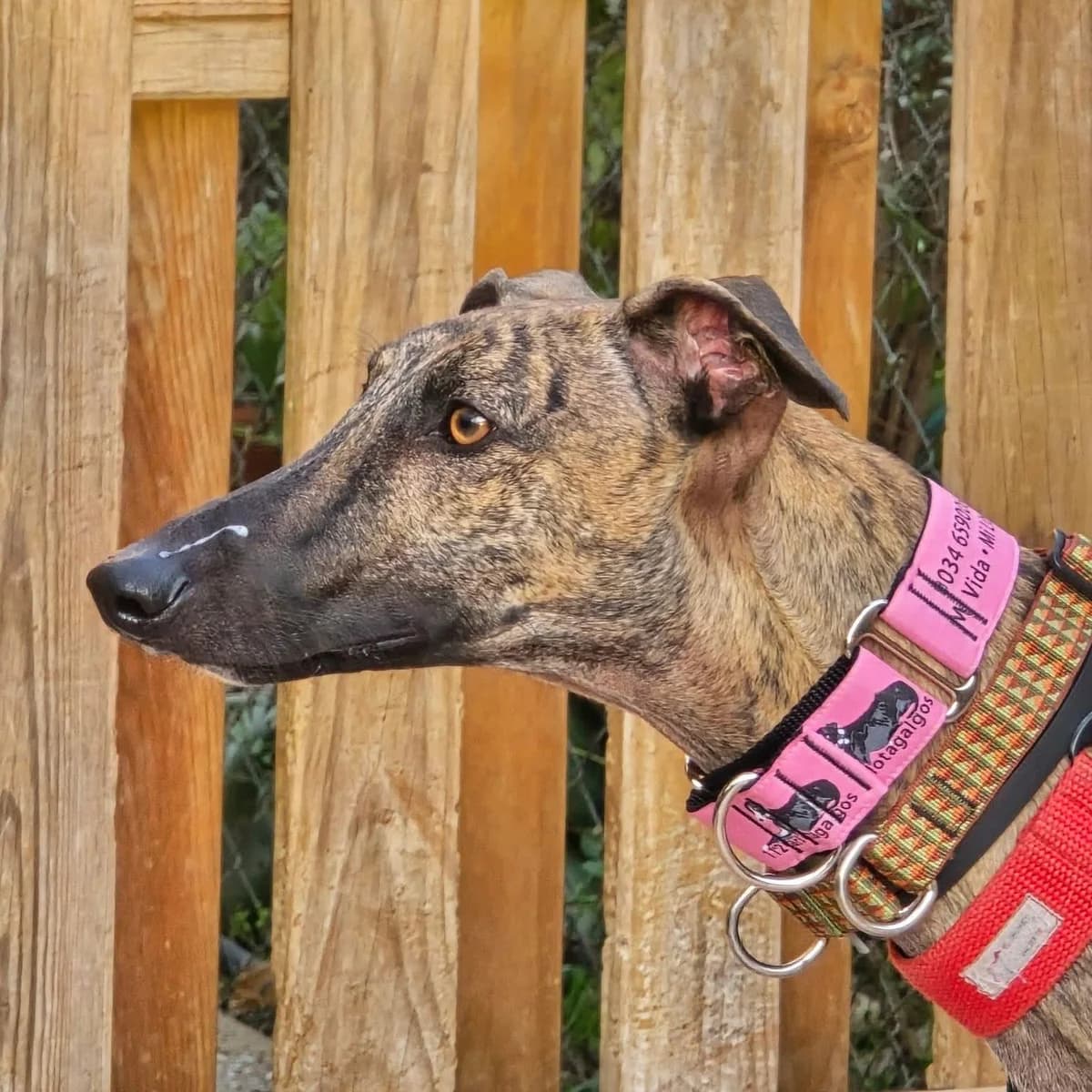Luffy, male young Galgo Español for adoption at 112 Carlota Galgos, Carlota Galgos