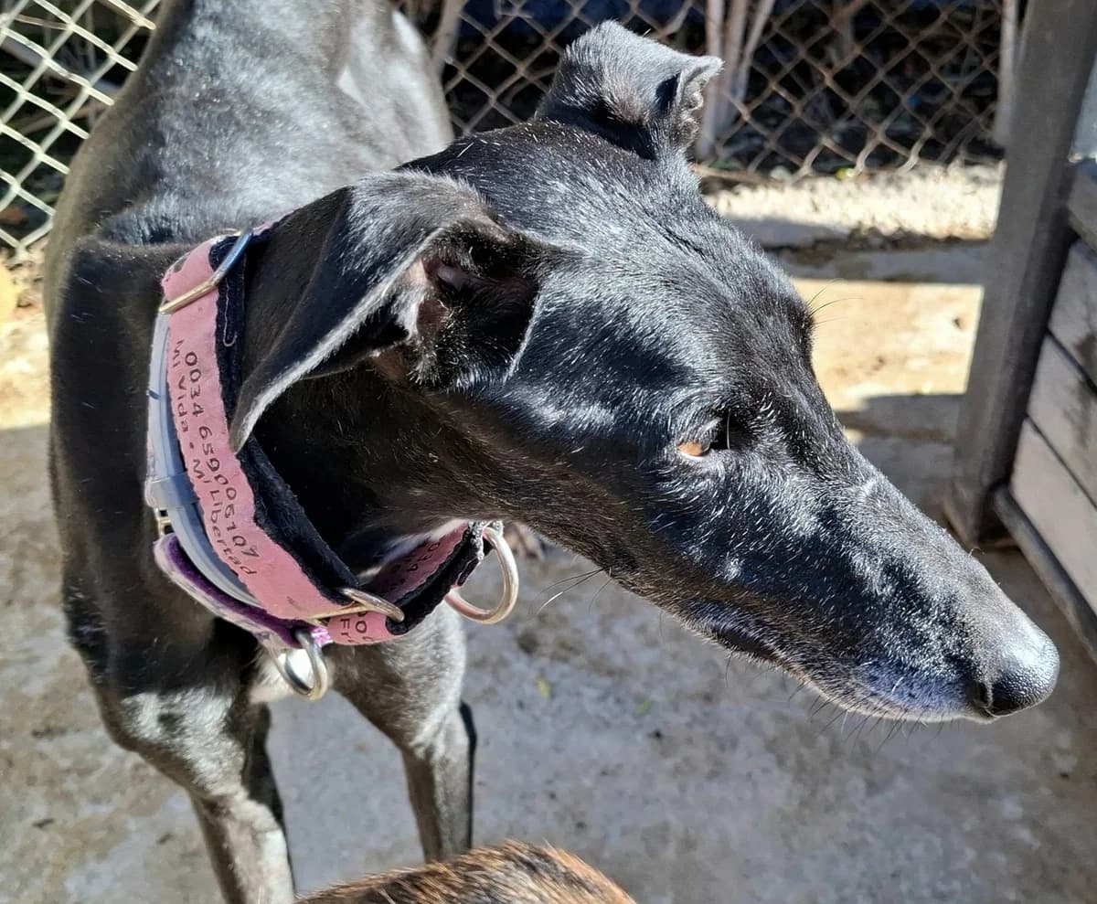 Argus, male Galgo Español for adoption at 112 Carlota Galgos, Carlota Galgos