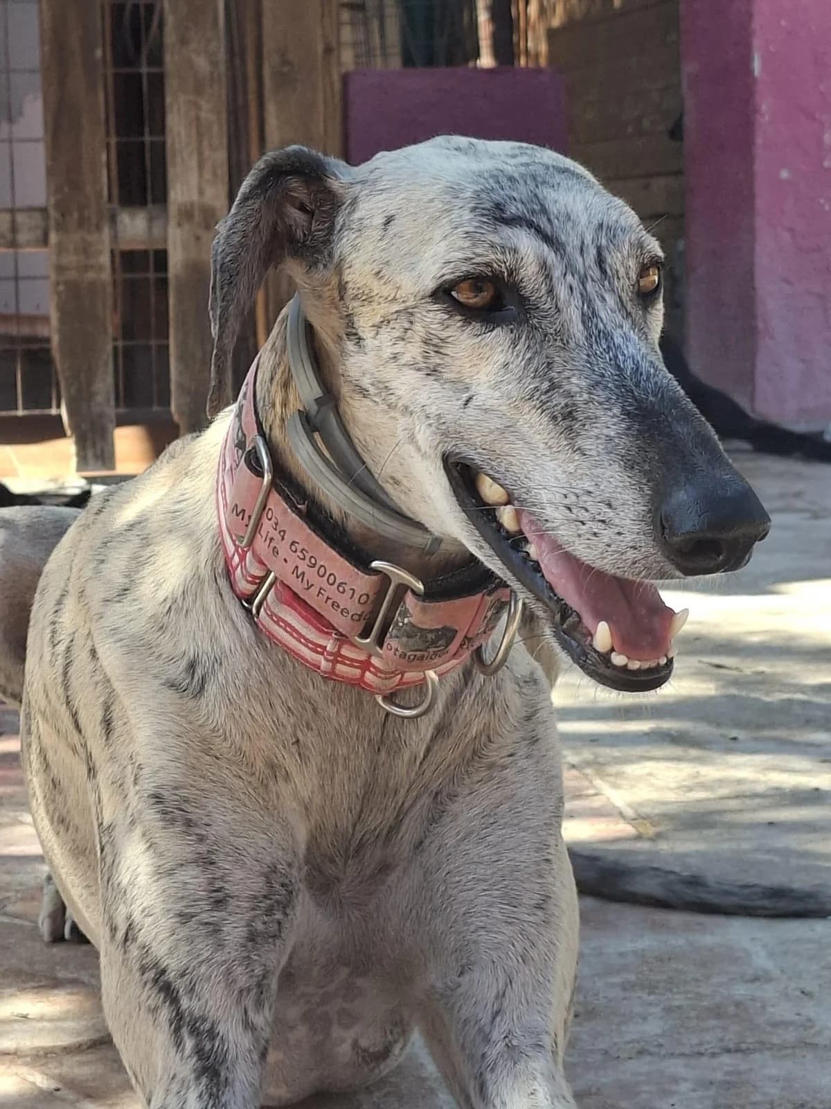Pumba, male Galgo Español for adoption at 112 Carlota Galgos, Carlota Galgos