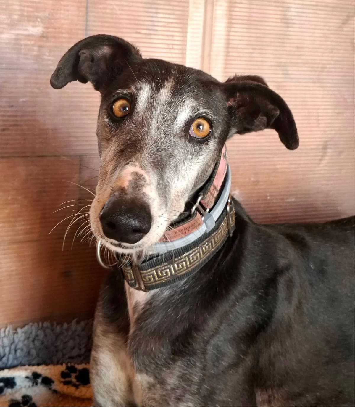 Shutterfly, male Galgo Español for adoption at 112 Carlota Galgos, Carlota Galgos
