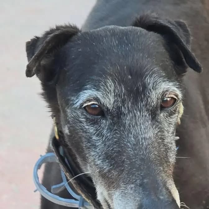 Mory (Lifeline), male puppy Galgo Español for adoption at 112 Carlota Galgos, Carlota Galgos