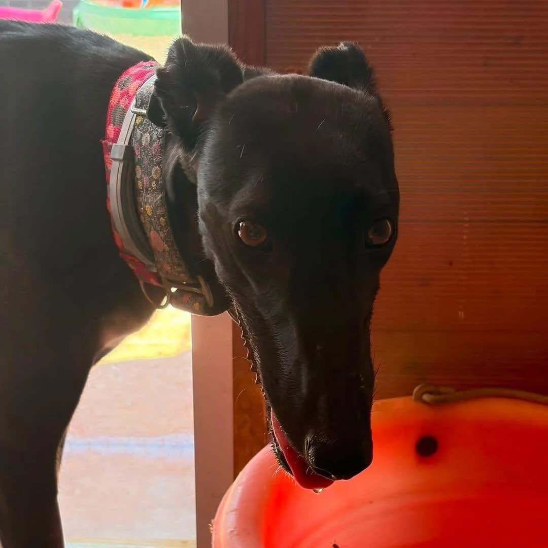 Kanji (lifeline), female Galgo Español for adoption at 112 Carlota Galgos, Carlota Galgos