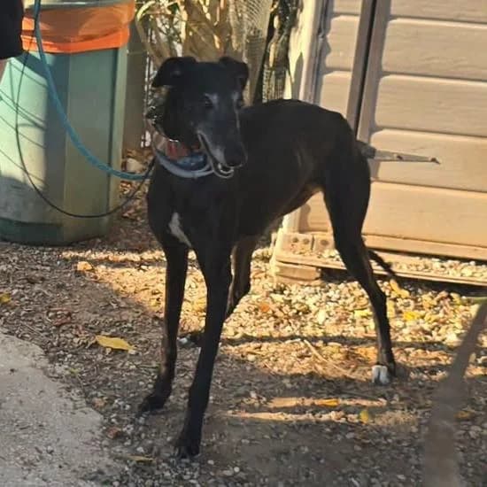 Lysandra (lifeline), female Galgo Español for adoption at 112 Carlota Galgos, Carlota Galgos