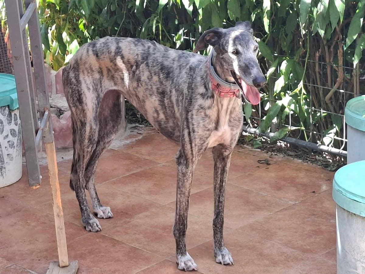 Bluejay (lifeline), female Galgo Español for adoption at 112 Carlota Galgos, Carlota Galgos