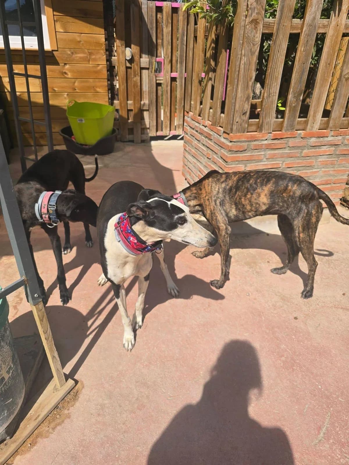 Nadine (lifeline), male Galgo Español for adoption at 112 Carlota Galgos, Carlota Galgos