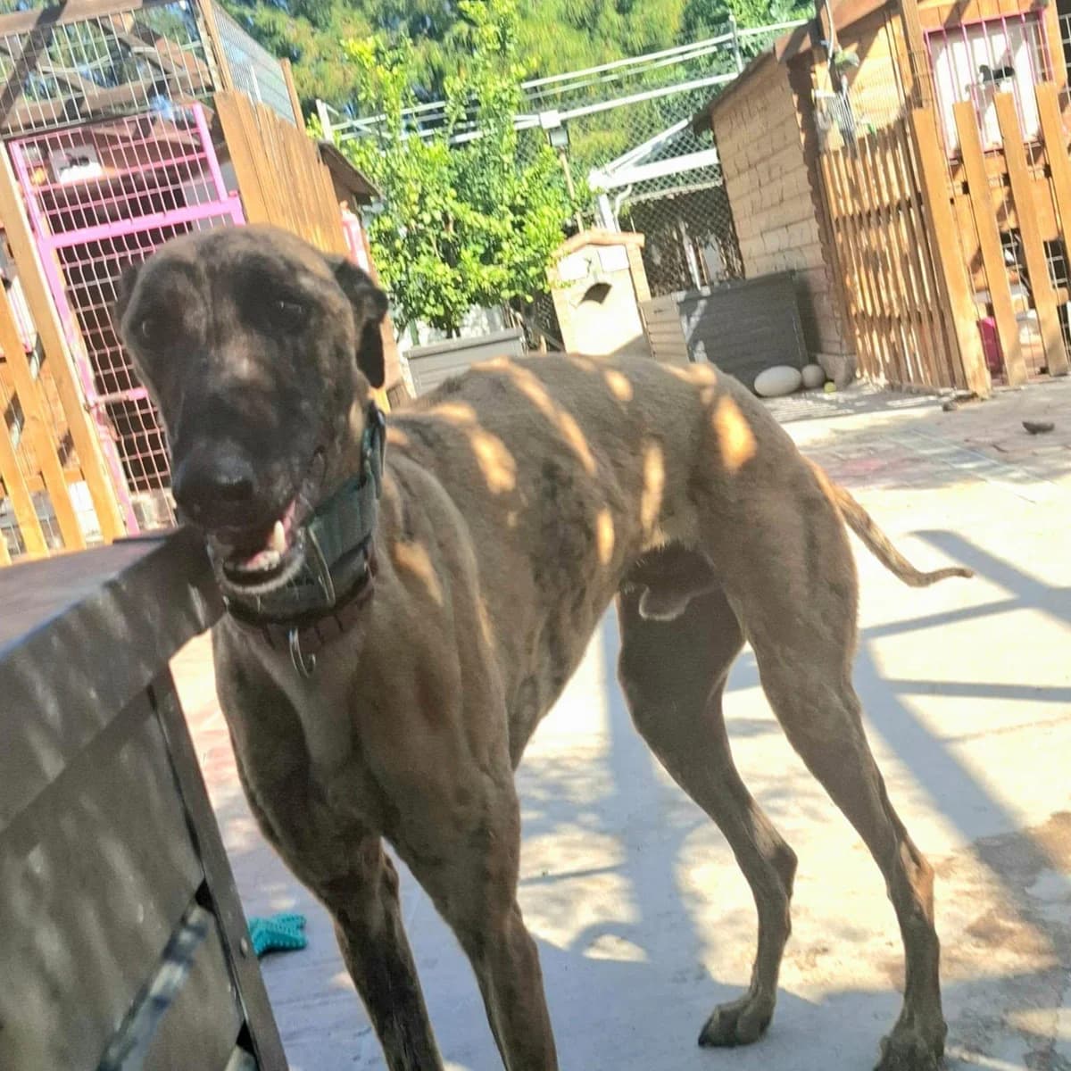 Sherlock (lifeline), male Galgo Español for adoption at 112 Carlota Galgos, Carlota Galgos